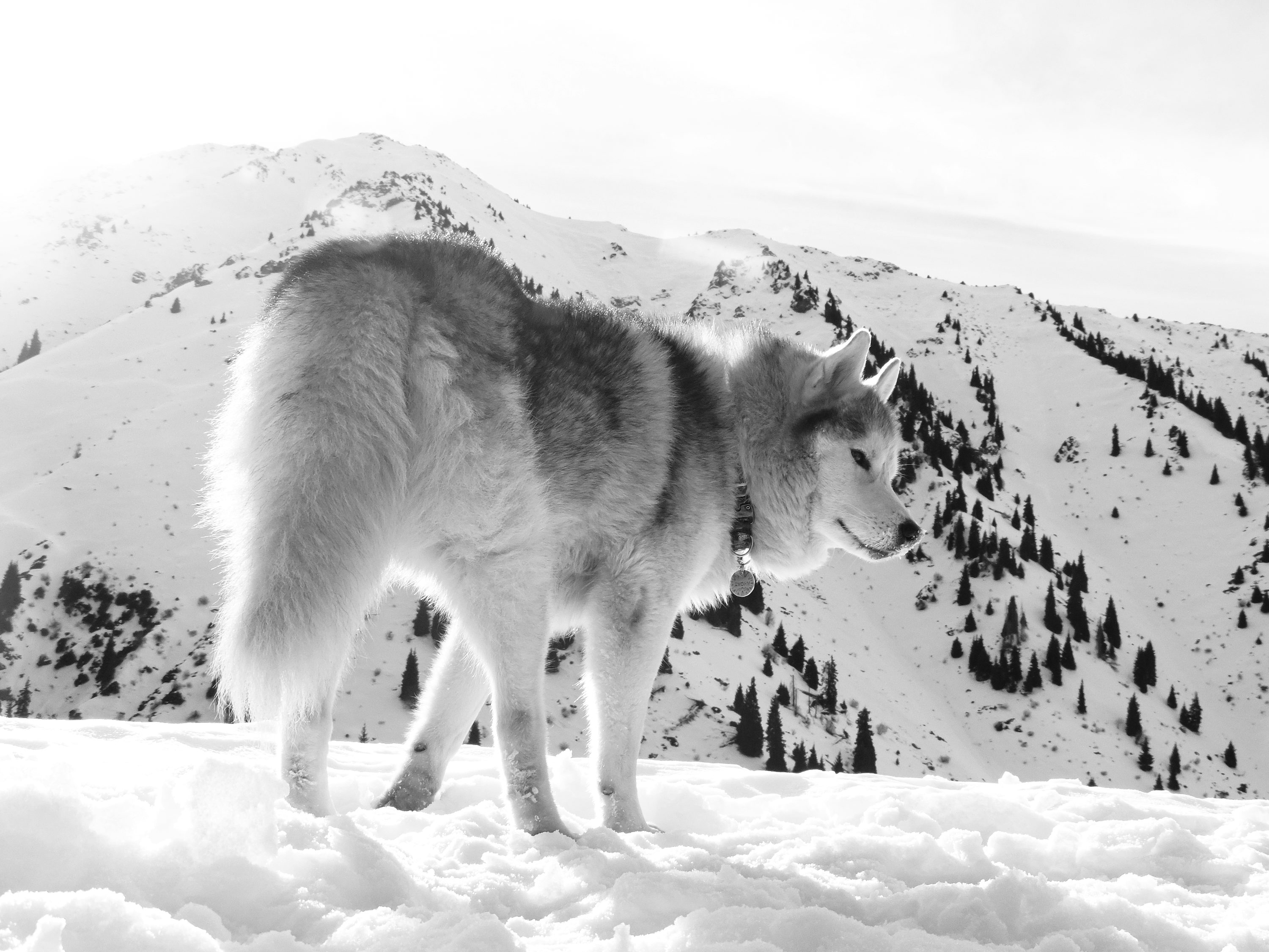Wolf crossing a snowy landscape