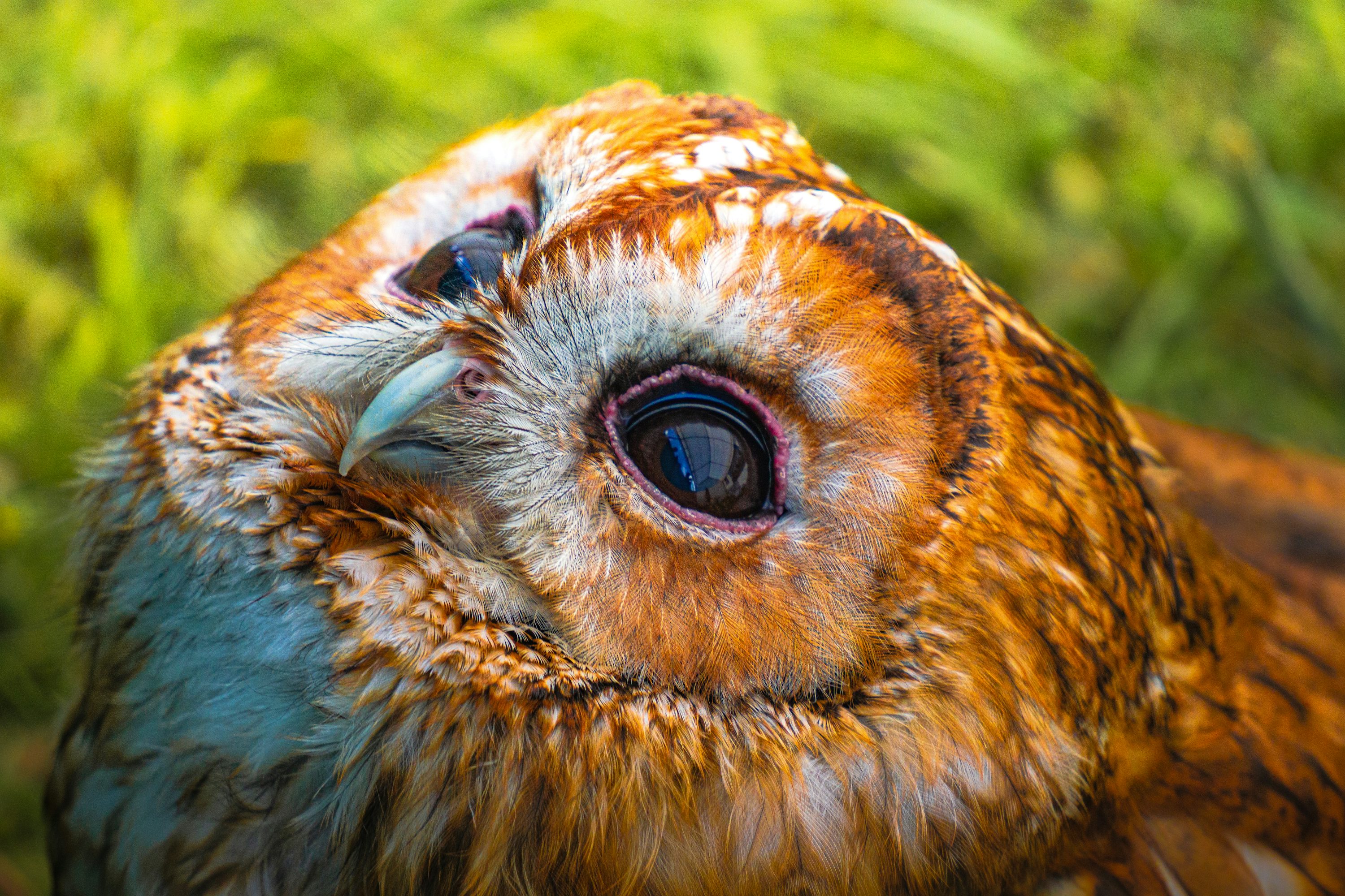 Close portrait of an owl