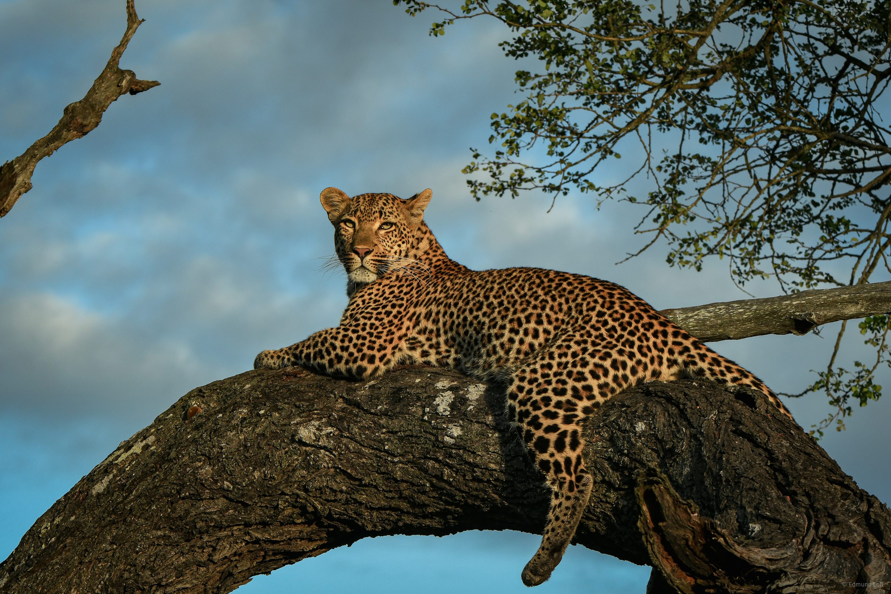 Leopard resting in a tree