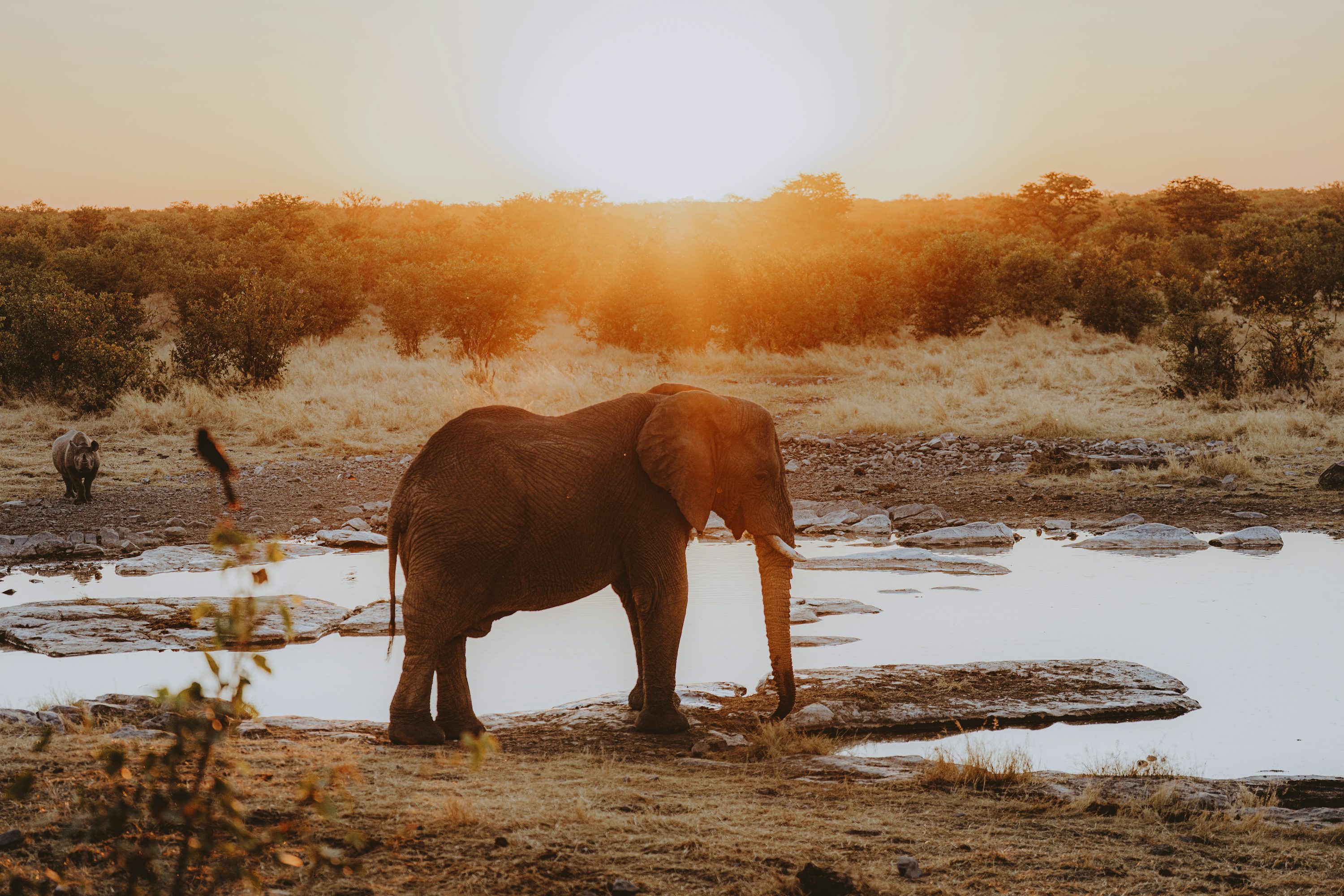Elephants gathered at a waterhole at dusk