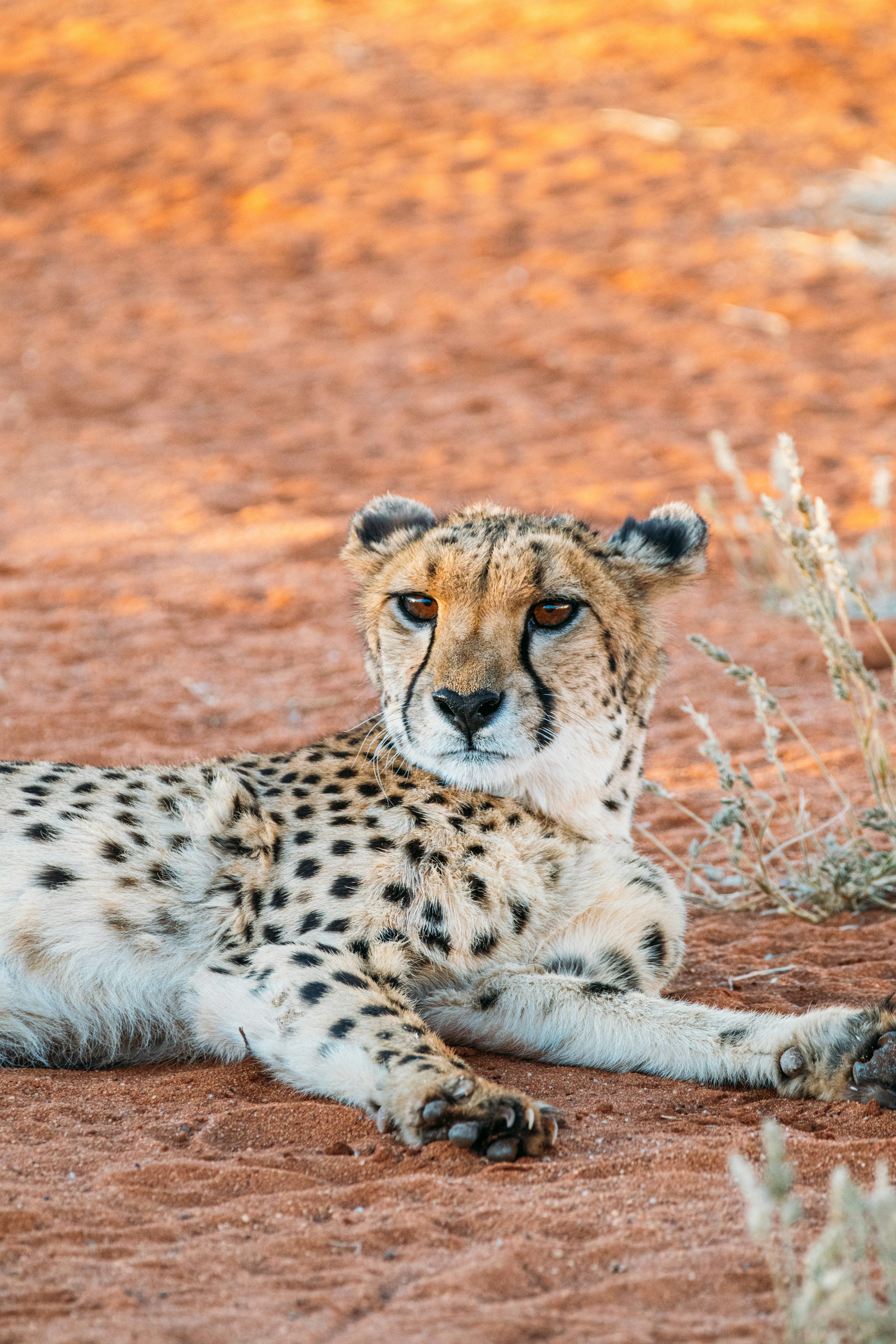 Cheetah fine art print