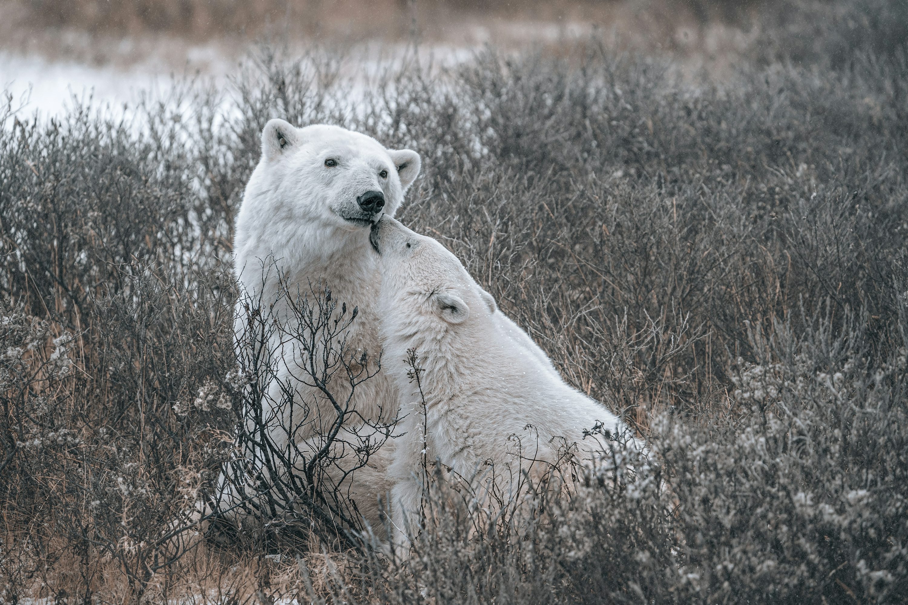 Polar bear fine art print