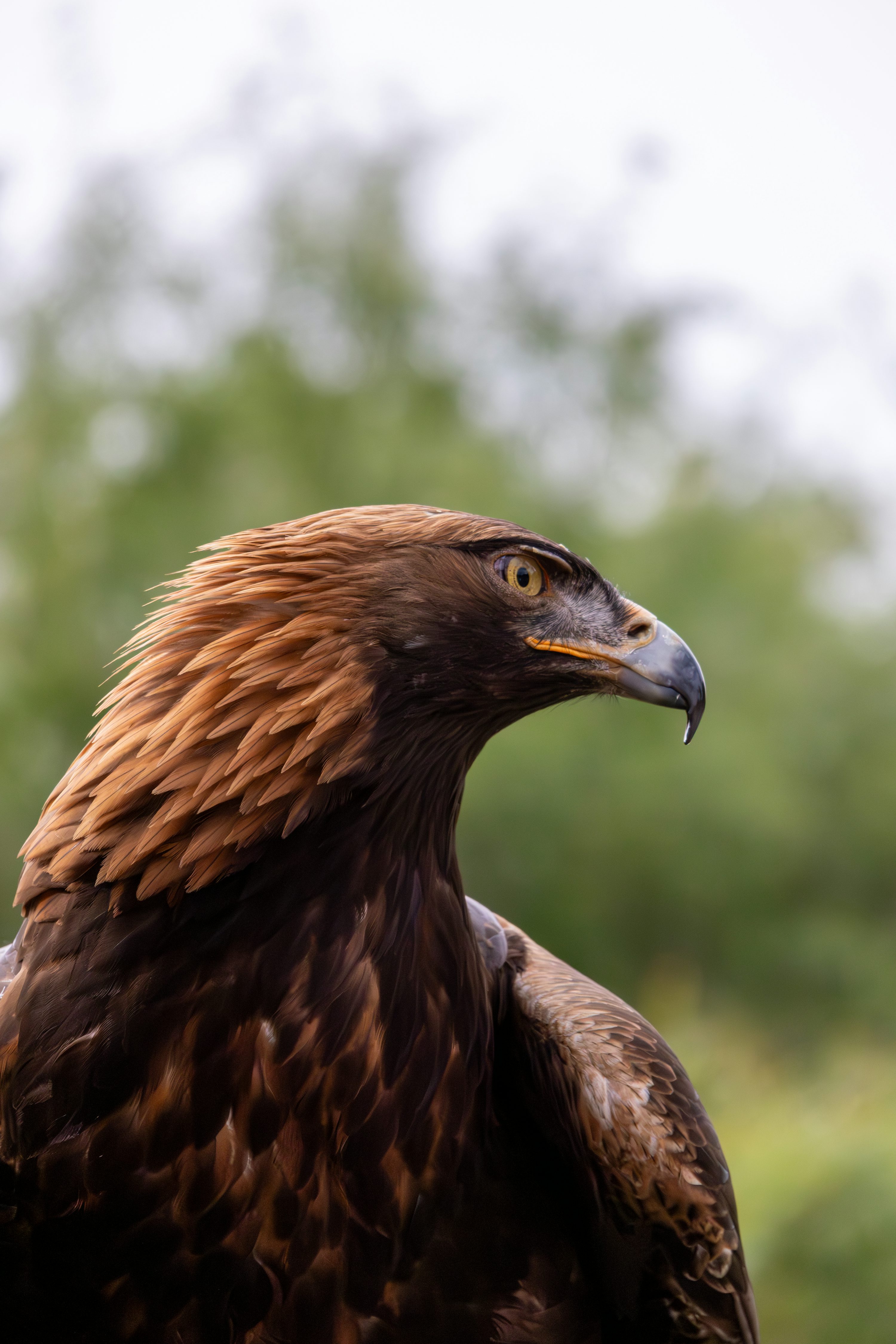 Eagle fine art print