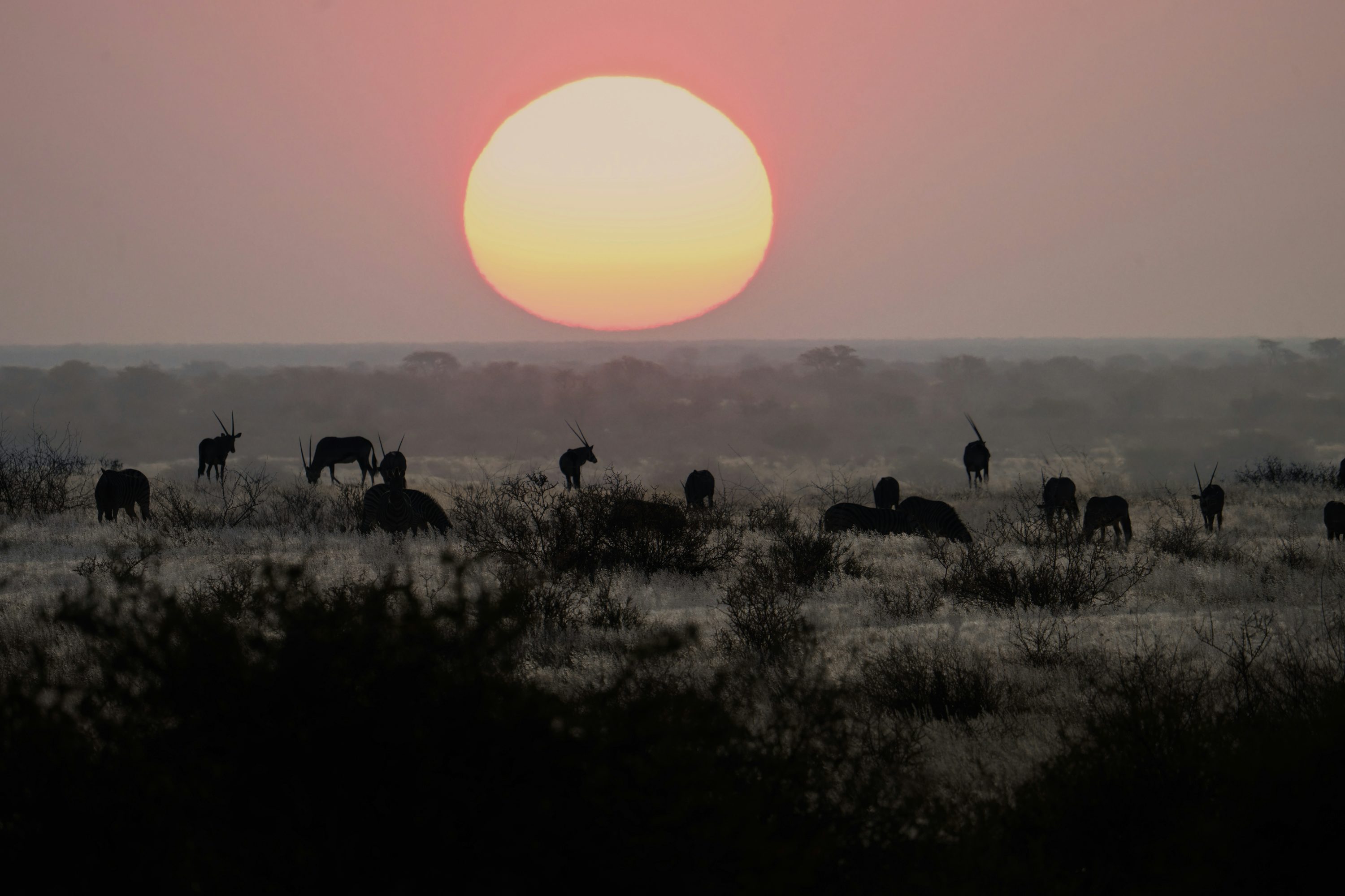Wildlife photographer in a savanna at dawn
