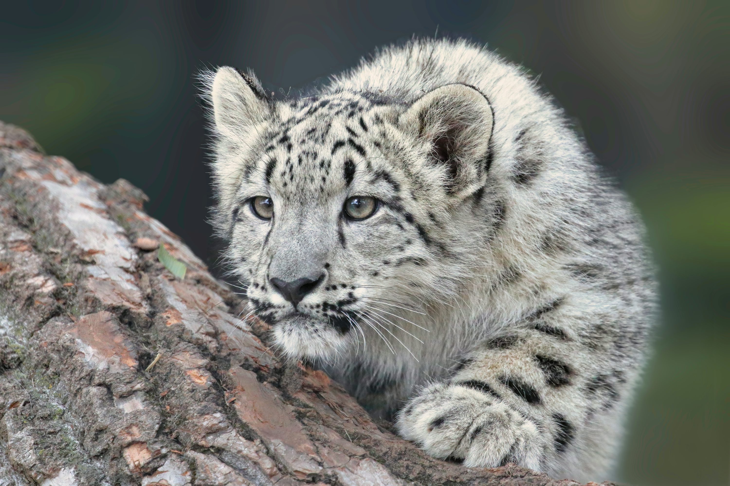 Snow leopard in Himalayan mountains