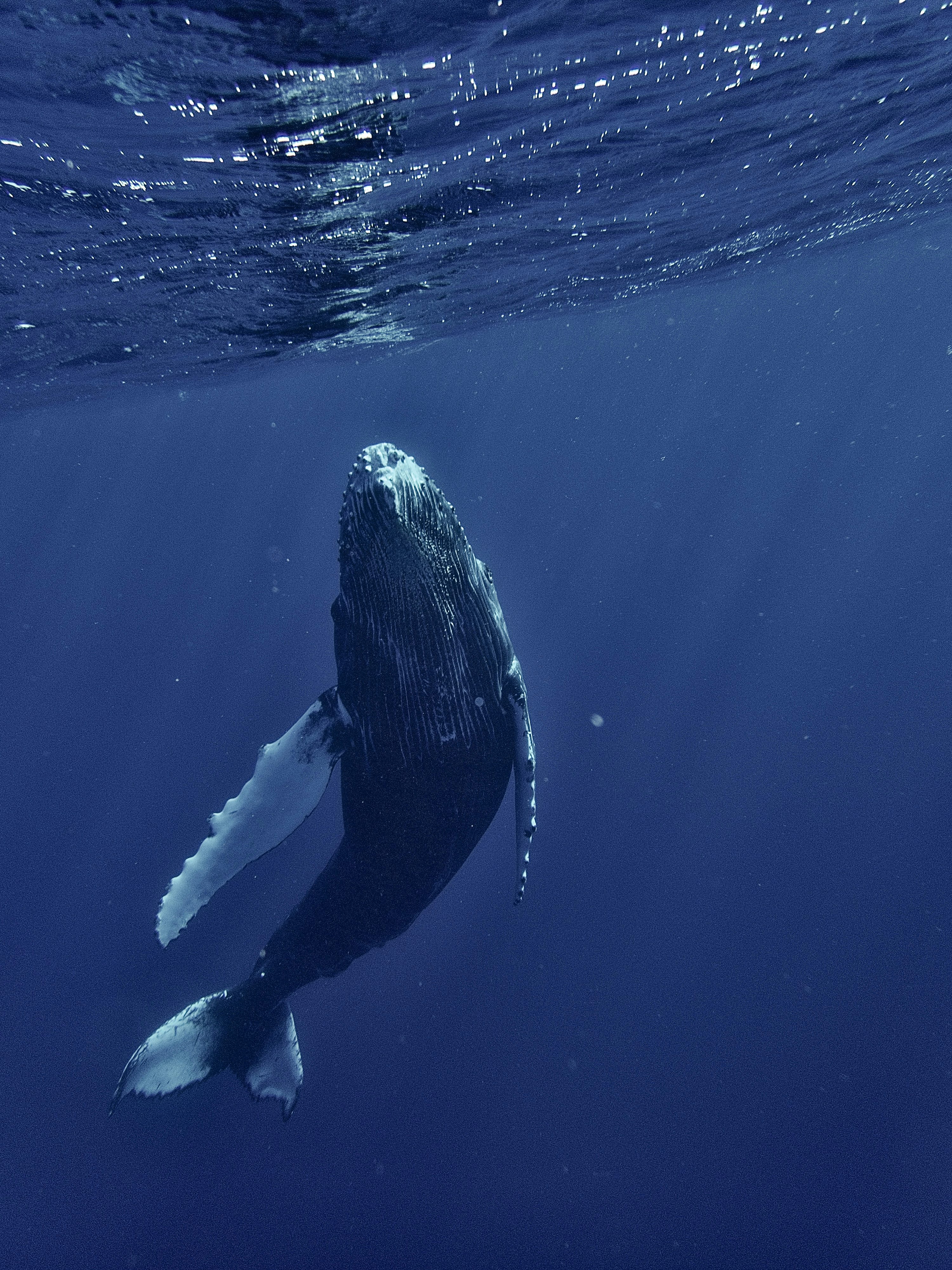 Whale surfacing in deep ocean